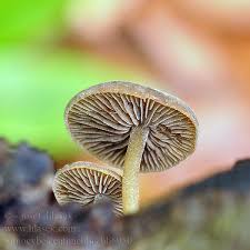 Image result for Simocybe centunculus