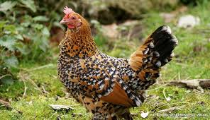 top 20 chicken breeds for your backyard coop