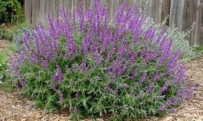 Under Front Windows Mexican Bush Sage Salvia Plants Salvia Sage Plant