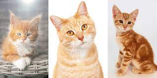 Feline 411 All About Ginger Tabby Cats Cattitude Daily