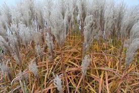 Image result for Miscanthus violaceus
