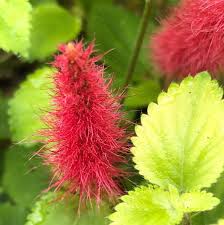 Image result for Acalypha allenii