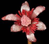 Image result for Cabombaceae