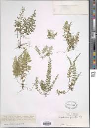 Image result for Asplenium elliottii
