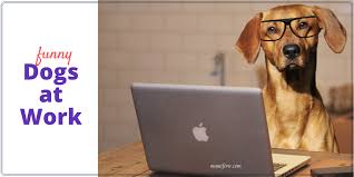 Image result for work anniversary meme. Dogs At Work Memes Fridayfrivolity Munofore