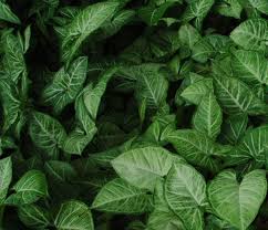 Image result for Chrysophyllum gorungosanum