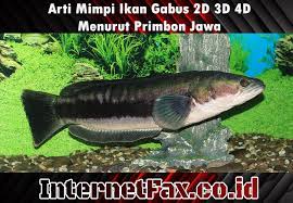 Berikut ini merupakan angka erek erek ikan gabus di buku mimpi 2d 3d 4d bergambar lengkap dengan kode alam. Mimpi Mancing Ikan Gabus Besar