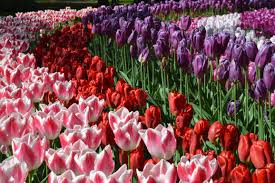12 Things You Should Know Before You Visit Keukenhof Tulip Garden Tulips Garden Colorful Flower Beds Flower Catalogs