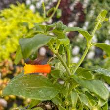 Image result for Manettia