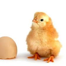 Ayam kampung kacuk , ayam gajah dgn harga. Pembekal Anak Ayam Kampung Kacuk Dan Makanan Ayam Home Facebook