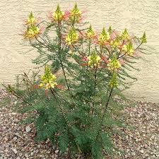 Image result for Erythrostemon gilliesii