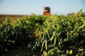 2 plantation agriculture what is plantation agriculture? How Can We Rebuild A Stronger Agricultural Industry World Economic Forum