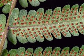 Image result for Christella dentata