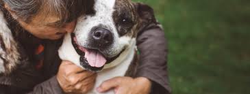 Find visit today and find more results. Lost Pets Lifeline Animal Project Tips To Find Your Lost Pet