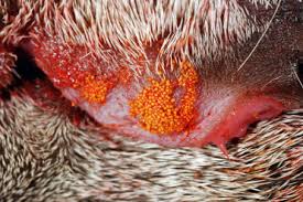 Image result for Trombicula autumnalis bites