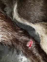 With this firmly in mind, here are 7 steps to properly clean a dog wound. He Has A Clean Cut It Is Not Bleeding I Will Be Barkibu Us