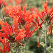 Image result for Dicliptera sericea