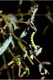 Procumbens) es una planta herbácea bianual de la familia de las fabáceas (o leguminosas) originaria de las zonas ecuatoriales de áfrica y de américa, aunque está mucho más extendida en la costa tropical africana, donde crece en. Aeschynomene Americana Wikipedia La Enciclopedia Libre