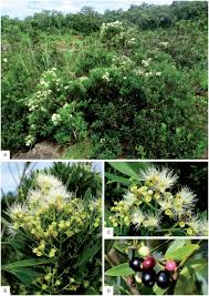 Image result for Pavetta sp. J