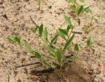 Image result for Limeum viscosum