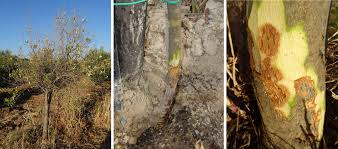 Image result for Heteromorpha sp. agg.