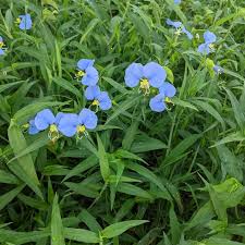 Image result for Commelina schweinfurthii