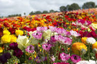 Cosas que debe saber sobre los campos de flores en Carlsbad - San ...