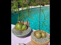 Image result for Bowiea volubilis