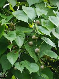 Image result for Dioscorea schimperiana