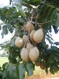 Fruits Of Baru Tree Dipteryx Alata Can Only Be Found In The Cerrado Region Of Brazil And Chiquitano Region O Legume Exotique Fruits Tropicaux Jardin Fruitier