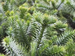 Chilenische schmucktanne in anderen sprachen: Chilenische Schmucktanne Andentanne Araucaria Araucana Baumschule Horstmann