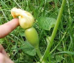 Select from premium pumpkin vine of the highest quality. Gardentalk The Pumpkin Is Growing But Will That Continue