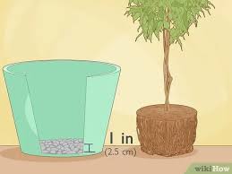 Check spelling or type a new query. How To Repot A Ficus Tree 13 Steps With Pictures Wikihow