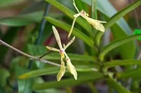 Image result for Cyrtorchis praetermissa