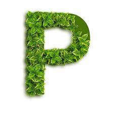 Images and words are also used to help you understand … Letter P Alphabet Der Grunen Blatter Auf Weissem Hintergrund Lizenzfreie Fotos Bilder Und Stock Fotografie Image 15402907