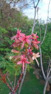 Image result for Erythrophysa