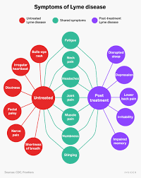 Chronic Lyme Disease Symptoms Diagnosis And Treatment