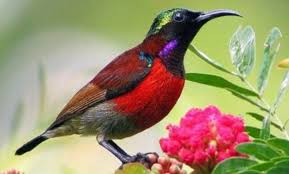 11+ jenis burung kolibri yang dilombakan (gambar, ciri fisik dan penjelasanya) andromeda 4 july 2019 umum no comments. Mengenal Jenis Burung Kolibri Yang Berasal Dari Indonesia