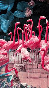 Flamingos Wallpaper Backgrounds Farben Blog Backgrounds Flamingos Wallpaper Flamingo Flamingo Oboi Rozovye Flamingo
