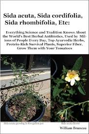 Image result for Sida veronicifolia