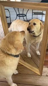 Why Was My Dog Barking at A Reflection at Mirror | TikTok