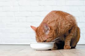 Additionally, feeding on a schedule will allow the cat's body to regulate and begin producing the appropriate gastric acid that is essential to raw digestion. How To Feed Cats Are We Doing It Wrong Catster