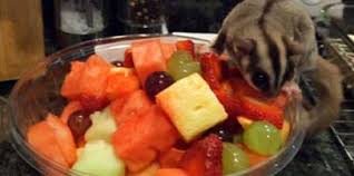 *biarkan ketiga bahan ini semua dingin (jangan di masukkan kulkas). Makanan Sugar Glider Pecinta Sugar Glider Karawang