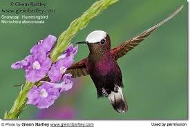 Image result for Micrococca capensis