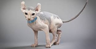 Buy from local sellers or find a home for your cats and kittens today. Hairless Cats Breeds Info And Facts Petfinder