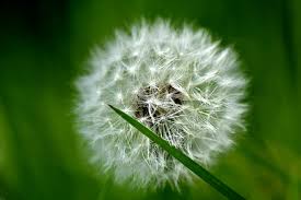 Das beste hausmittel gegen löwenzahn: Lowenzahn Tipps Zur Bekampfung Im Rasen Sowie Entfernung Im Garten