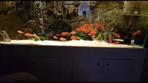 Pin On Aquariums