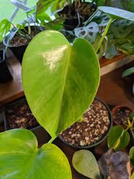 The variegated monstera deliciosa loves high humidity. My Little Monstera Deliciosa Sport That I Found Hanging Out With A Bigger Monstera At A Local Nursery For 17 This Is The Second Leaf It S Put Out With Me And Each