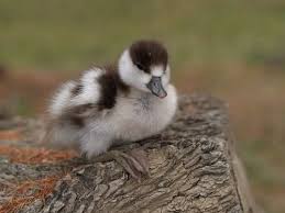 Image result for cute baby animals