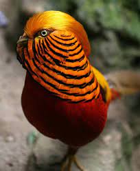 They are local to the mountains of the west and central china. Pin On Birds Of A Feather